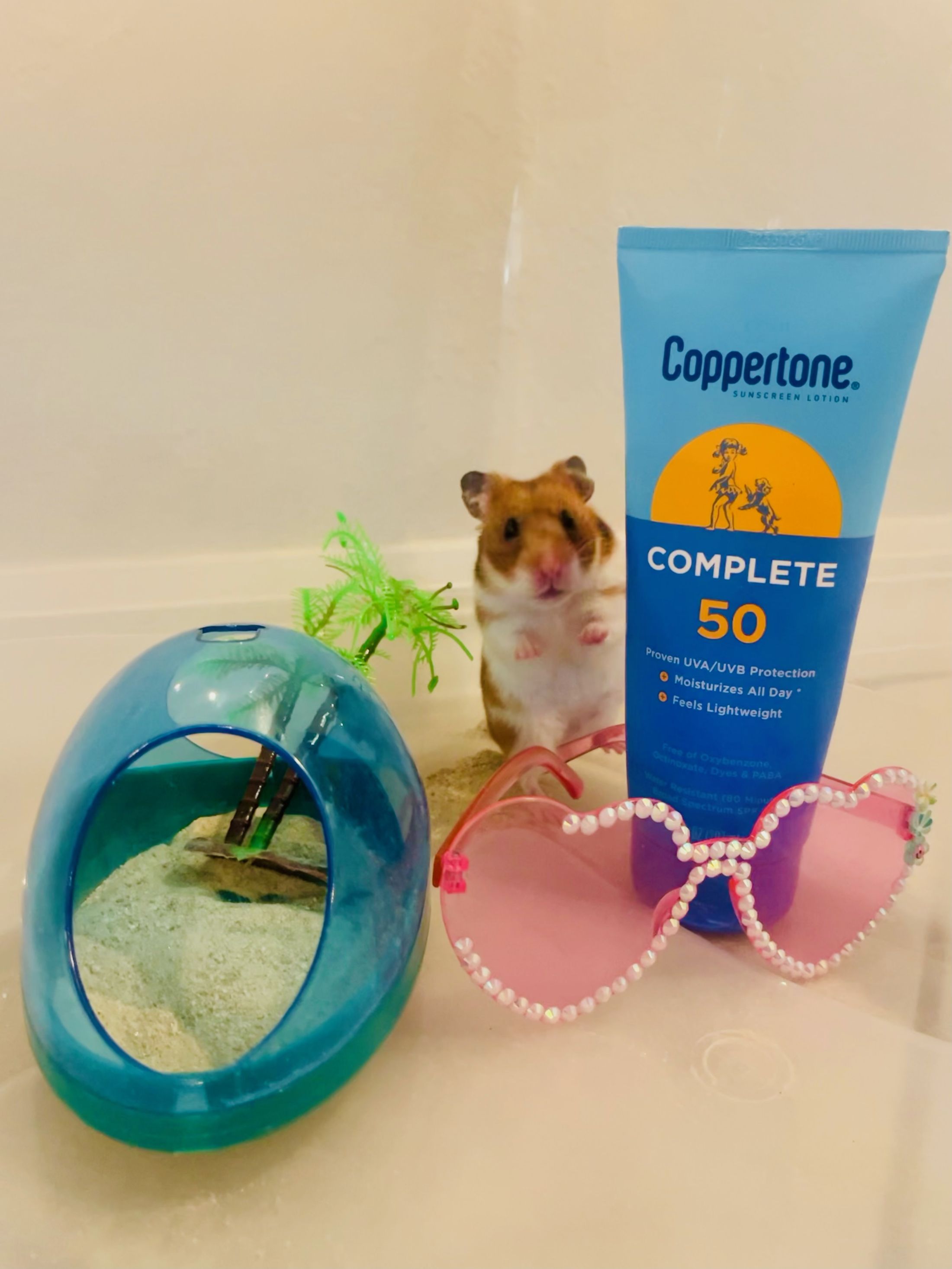 Our School Pet Humphrey - 