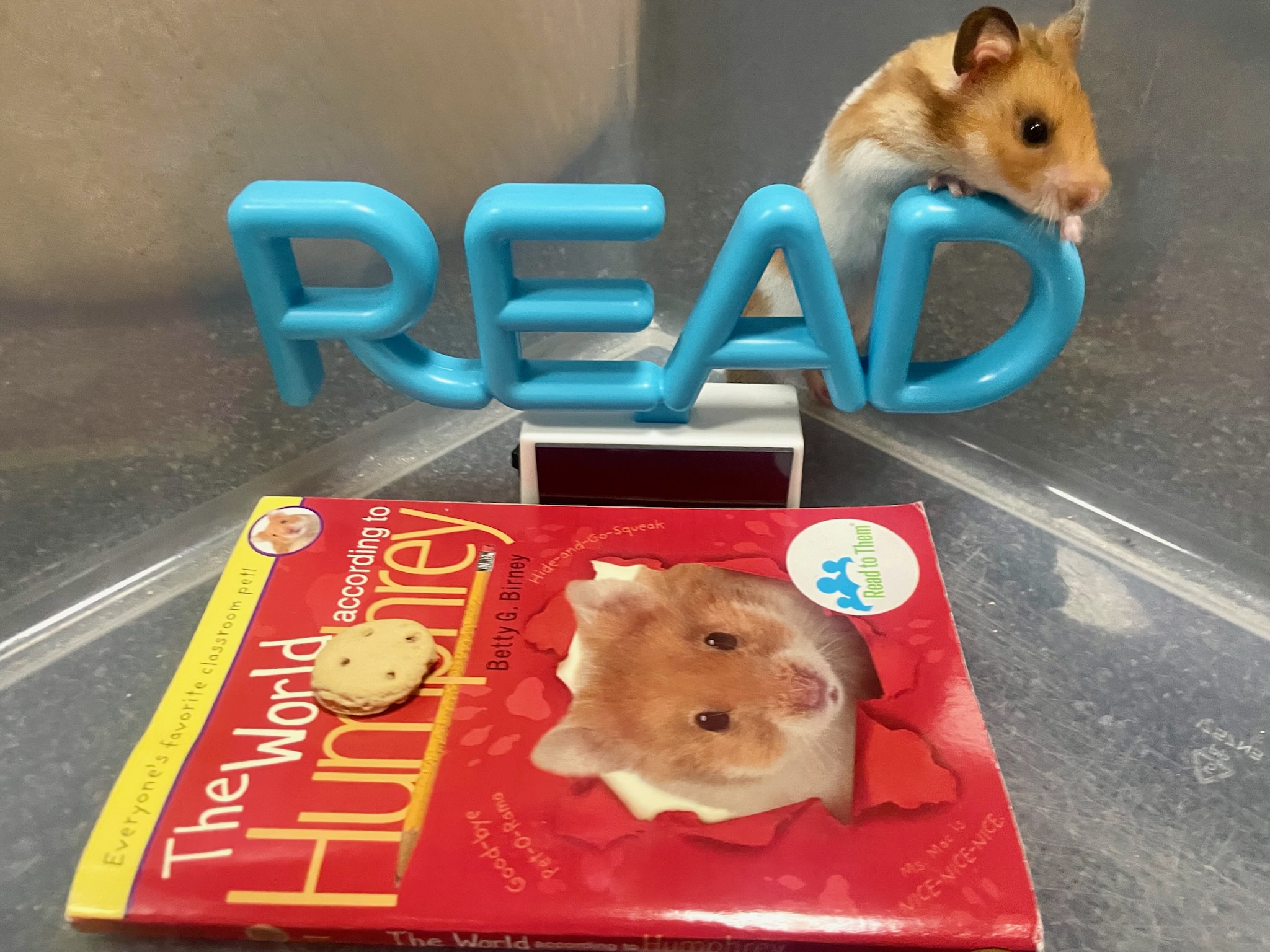 Our School Pet Humphrey - 